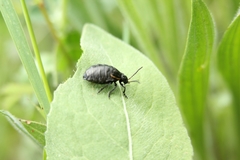 Arima marginata