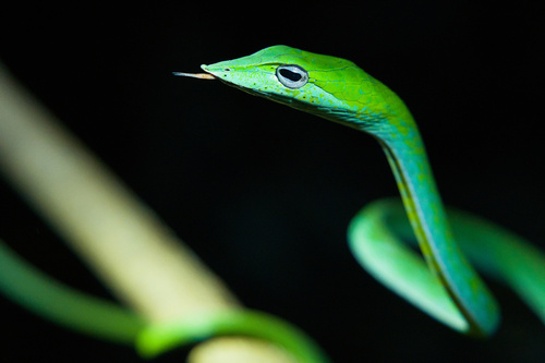 Northern Western Ghats Vine Snake