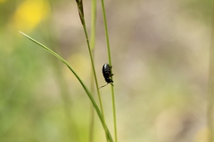Arima marginata