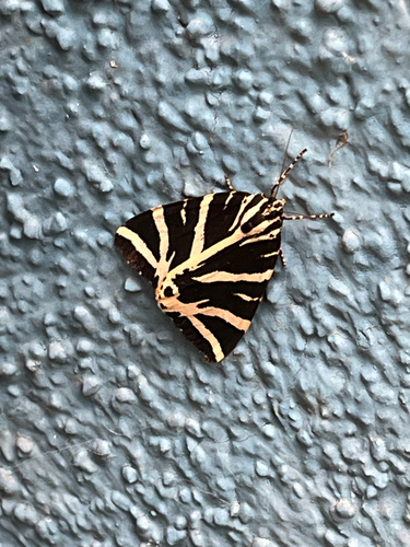 Jersey Tiger