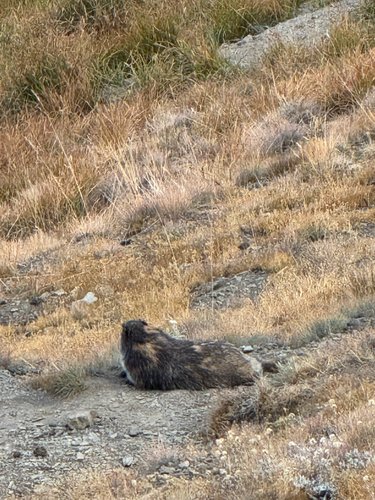 Olympic Marmot observed by grimmeh