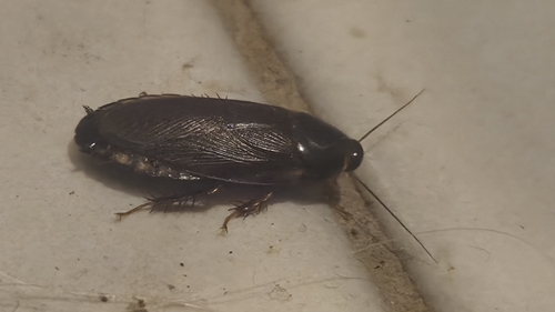 Surinam Cockroach
