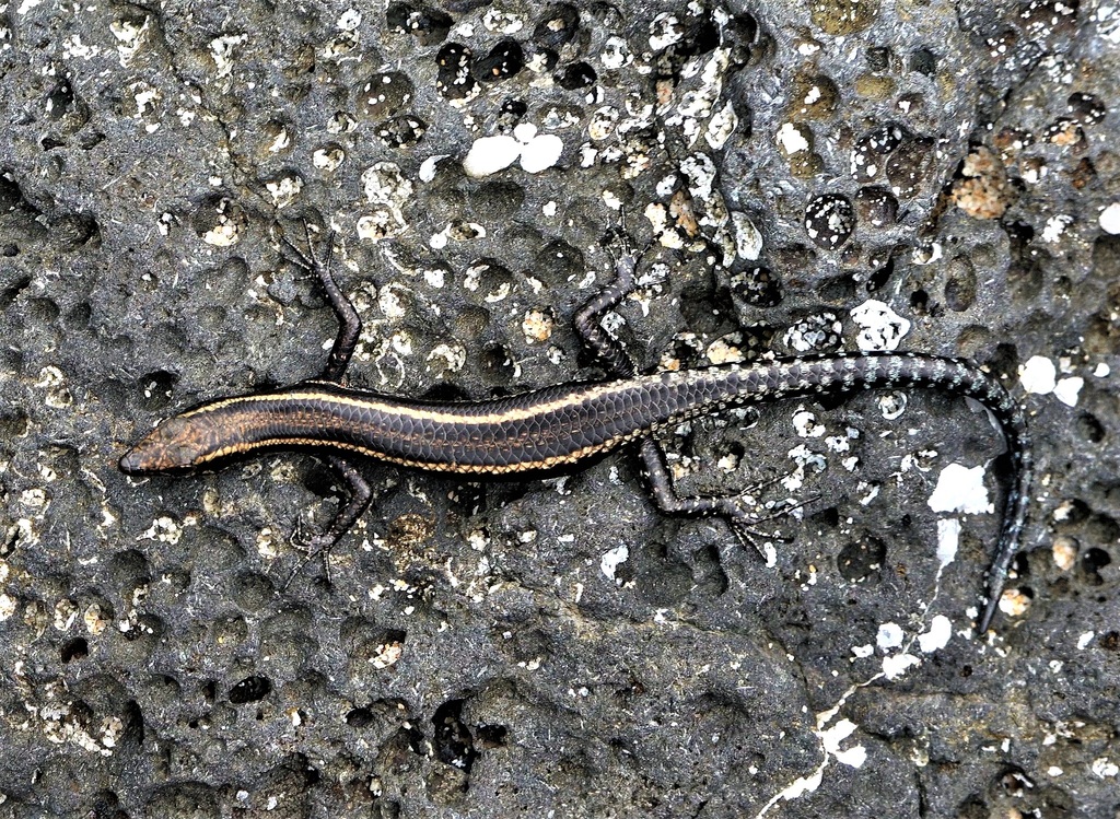Glorioso Snake Eyed Skink