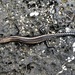 Glorioso Snake-eyed Skink - Photo (c) Frank-Roland Fließ, some rights reserved (CC BY-NC), uploaded by Frank-Roland Fließ