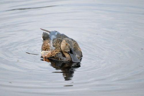 iNaturalist image