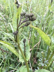 Crepis paludosa