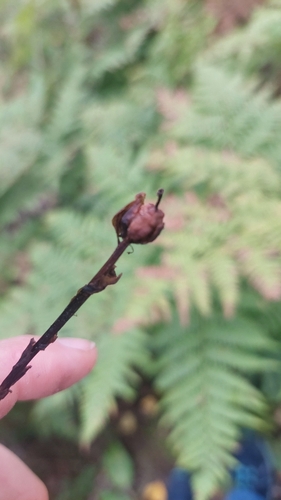 pinesap