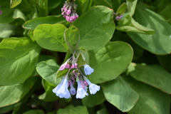 Mertensia virginica