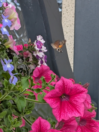 Eurasian Hummingbird Hawkmoth
