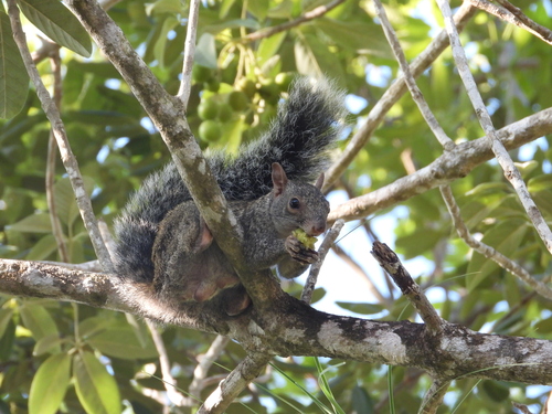 Yucatan Squirrel