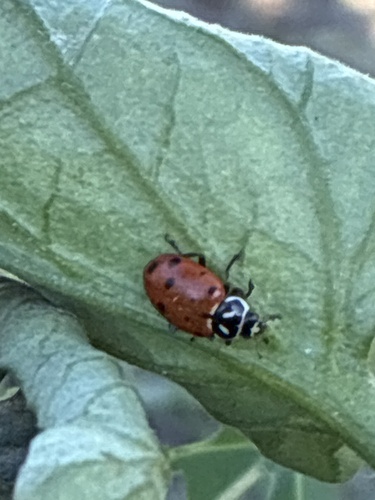 Convergent Lady Beetle