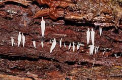 Mucronella pendula