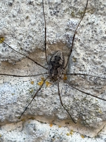European Harvestman