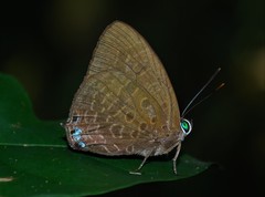 Arhopala aurea
