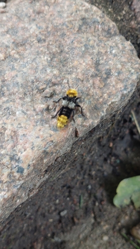 Maid of Kent beetle