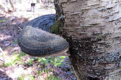 Phellinus nigricans