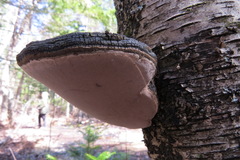 Phellinus nigricans