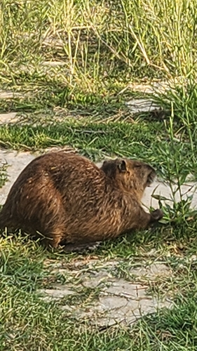 Coypu