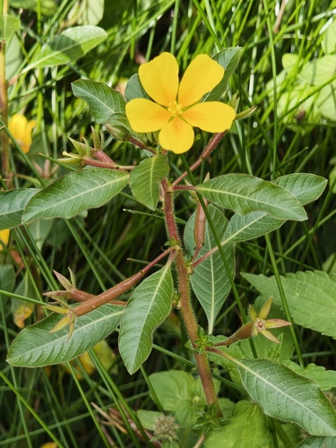 floating primrose-willow