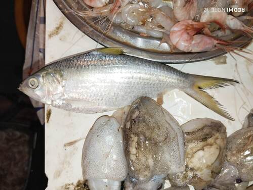 Toli Shad