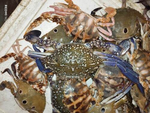 Asian Blue Swimming Crab
