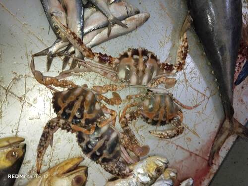 Coral Swimmer Crab