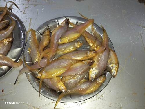Gold-spotted Grenadier Anchovy