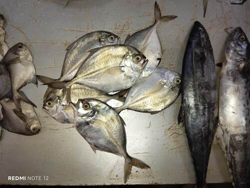 Cleftbelly Trevally