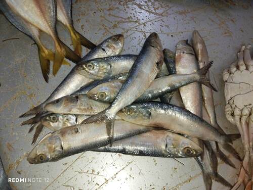Indian Sardinella