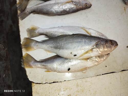 Tigertooth Croaker