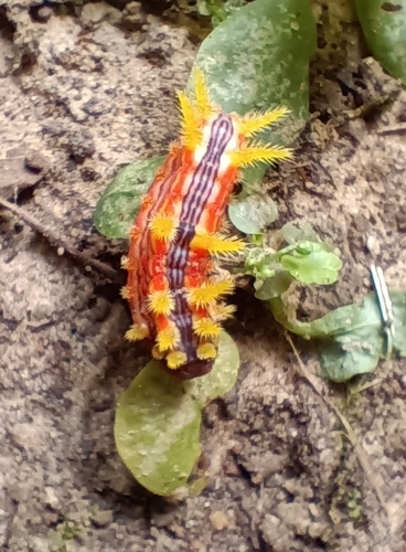 Stinging Rose Caterpillar Moth