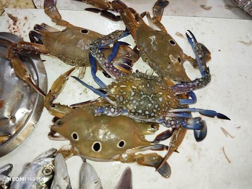 Three-spotted Swimmer Crab
