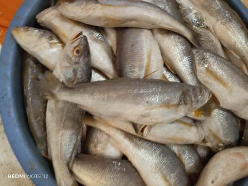 Otolithes ruber observed 2026-08-30