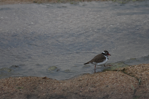 iNaturalist image