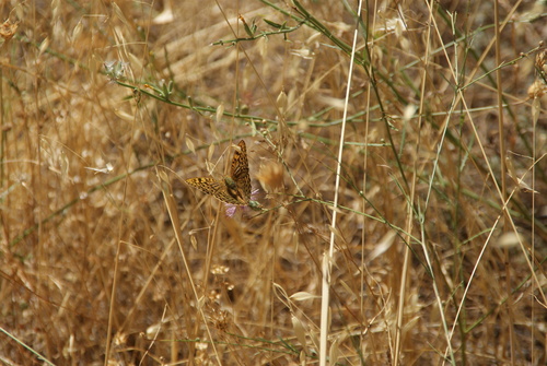 Cardinal Butterfly