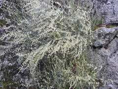 Rumex induratus