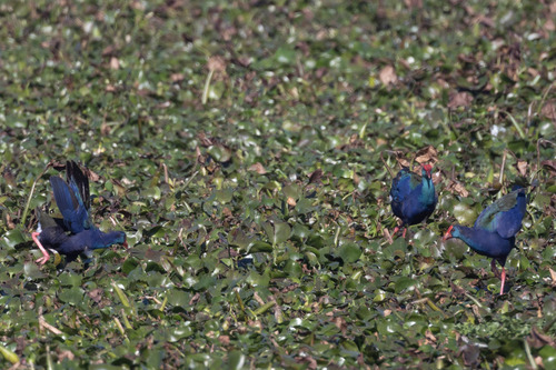 iNaturalist image