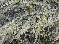 Rumex induratus