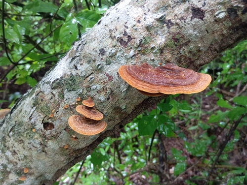 Rigidoporus microporus (Rigidoporus microporus)