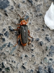 Cantharis annularis