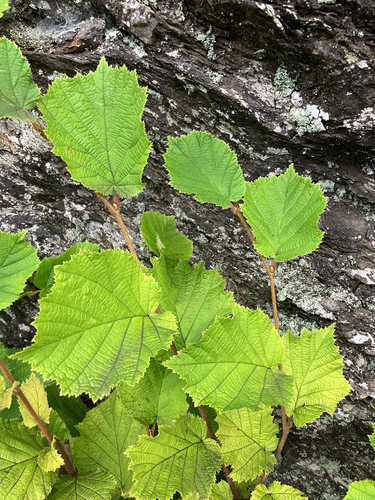 common hazel