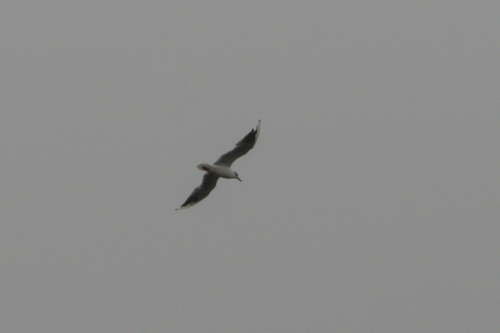 Black-headed Gull