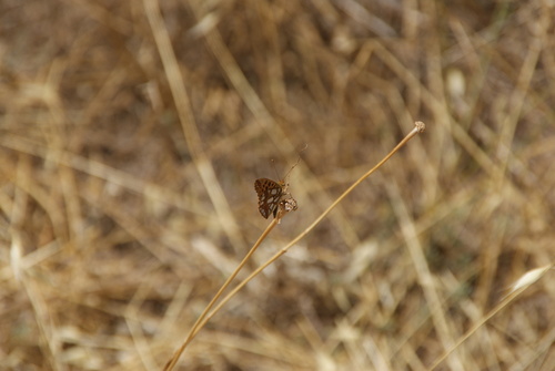Queen of Spain Fritillary
