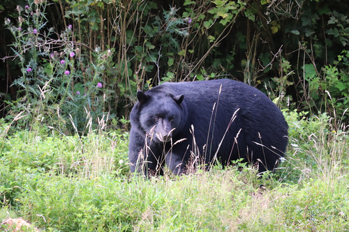 Black Bear sighting near Telegraph Cove Rd