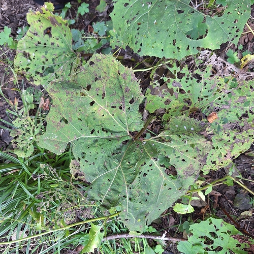 Petasites hybridus, photograph 5