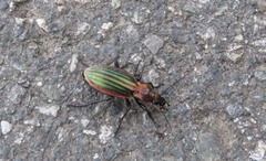 Carabus lineatus lateralis