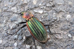 Carabus lineatus lateralis