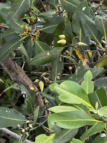 Avicennia alba observed 2026-08-25