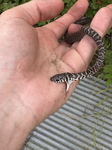 North American Racer