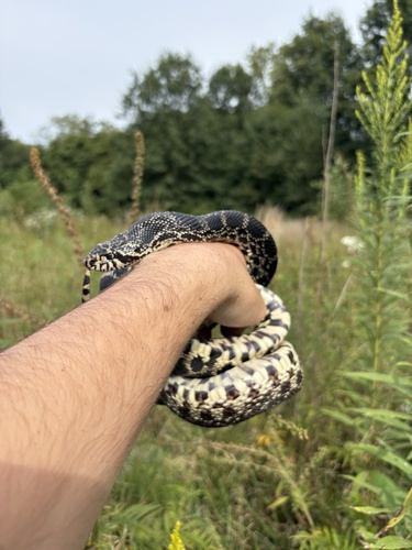 Bullsnake